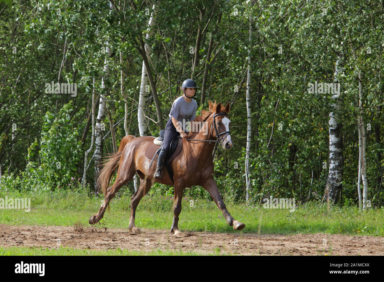 Beautiful equestrian sportive woman horseback ride her horse in forest