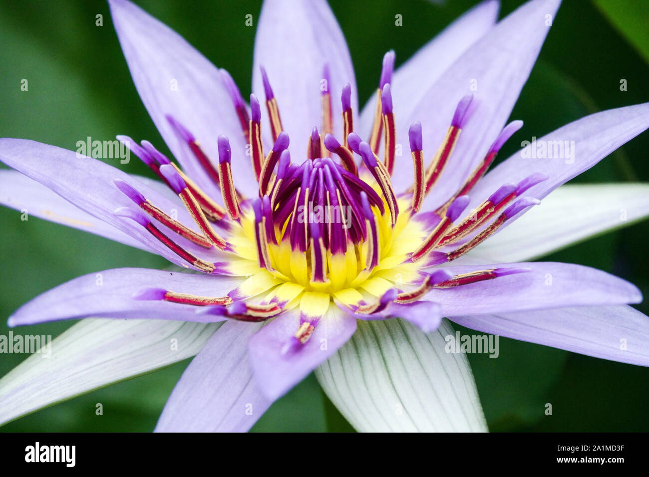 Tropical Day Blooming Water Lily Nymphaea 'Colorata' Blue water lily flower Stock Photo