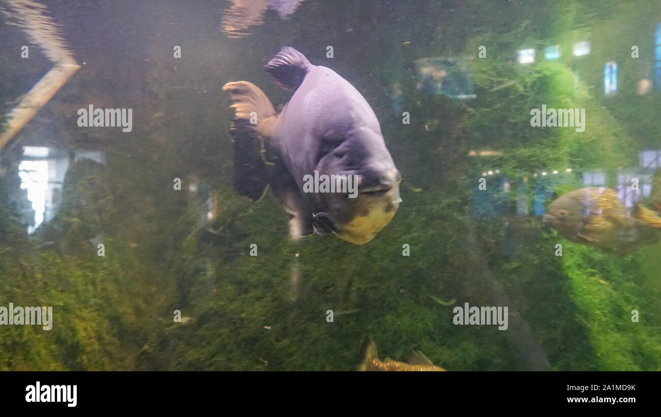 Aquarium universe sale