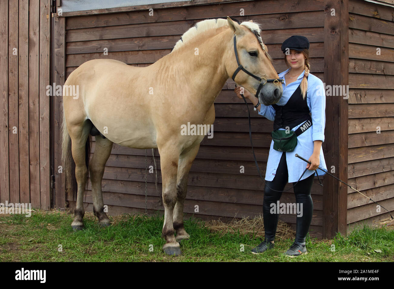 Norwegian Fjord Horse with country girl in wooden barn background Stock