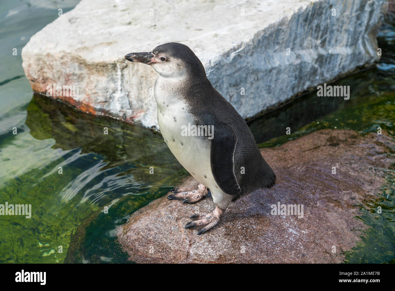 A Humboldt penguin in the Copenhagen Zoo, Denmark. Stock Photo
