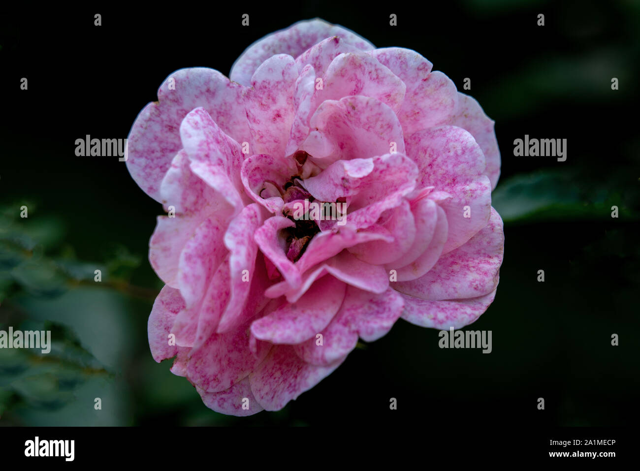 Detailed close up of a single pink and white coloured Bonica rose head with a dark bokeh background in bright sunshine Stock Photo