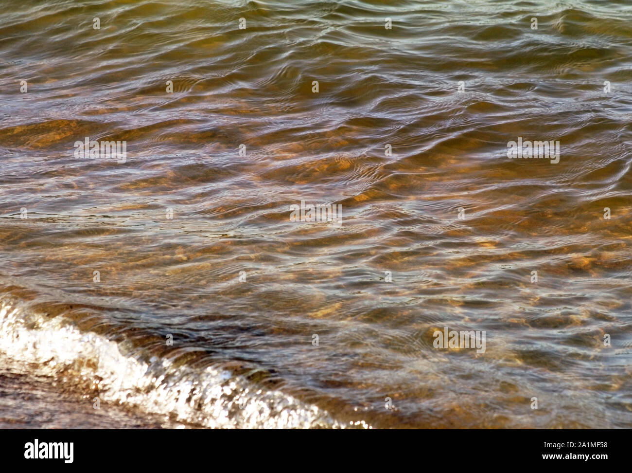 Beautiful lake waters in colors of green, brown and gold with soft ripples on surface Stock Photo