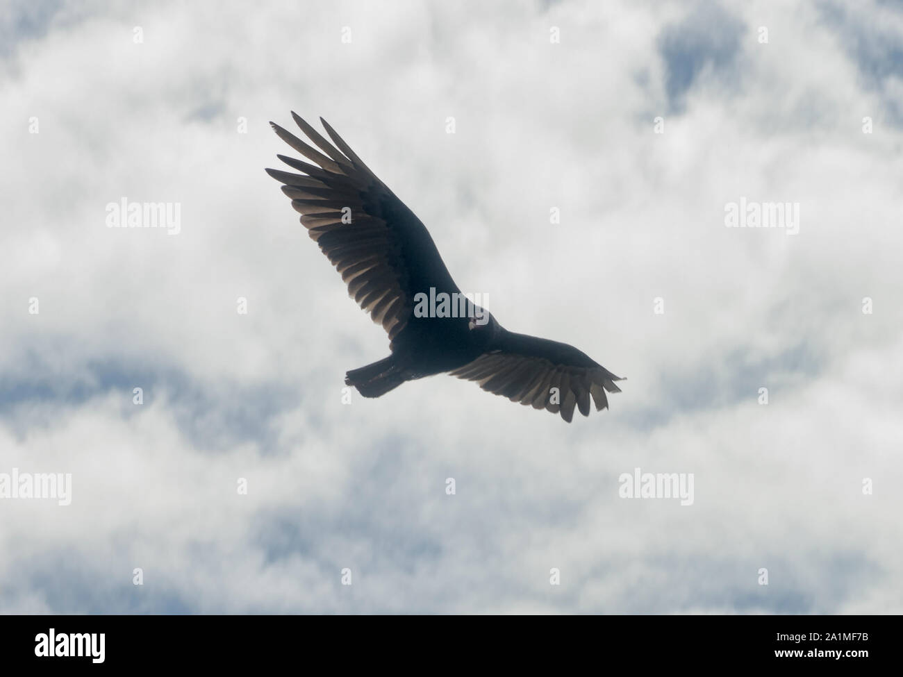 Andean condor flying above the Sonche Canyon at Huancas, Chachapoyas, Amazonas, Peru Stock Photo