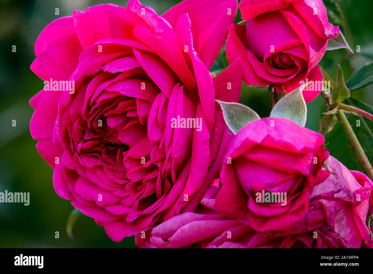 24 Wood Roses Hot Pink and Purple Rose Buds