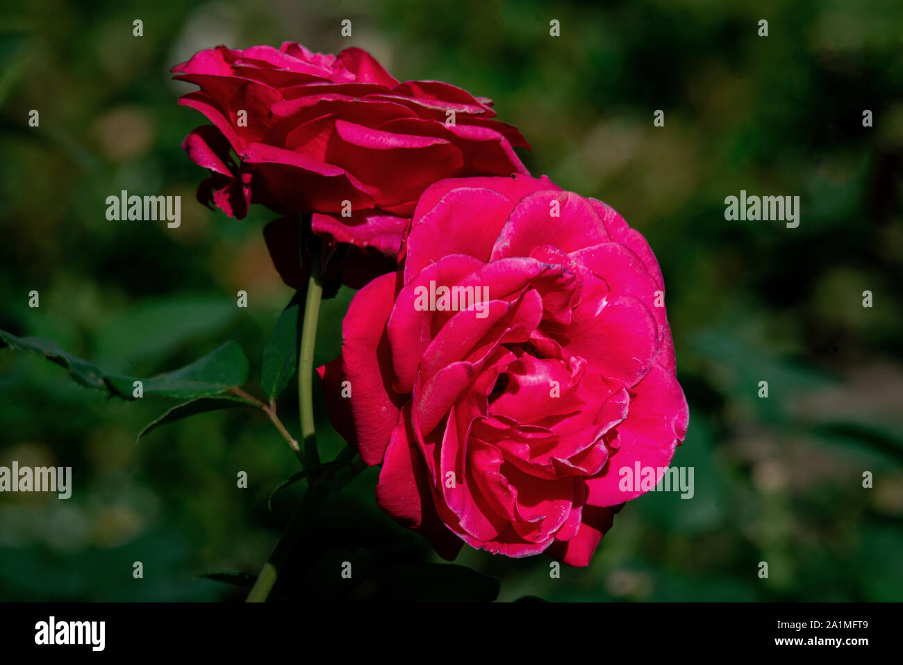 Detailed portrait of two purple Charisma rose heads in bright sunshine with a green bokeh background Stock Photo