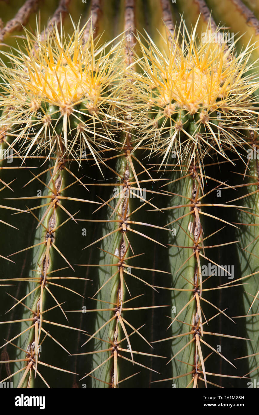 Cactus. Jardin de Majorelle. Marrakech. Maroc. Stock Photo