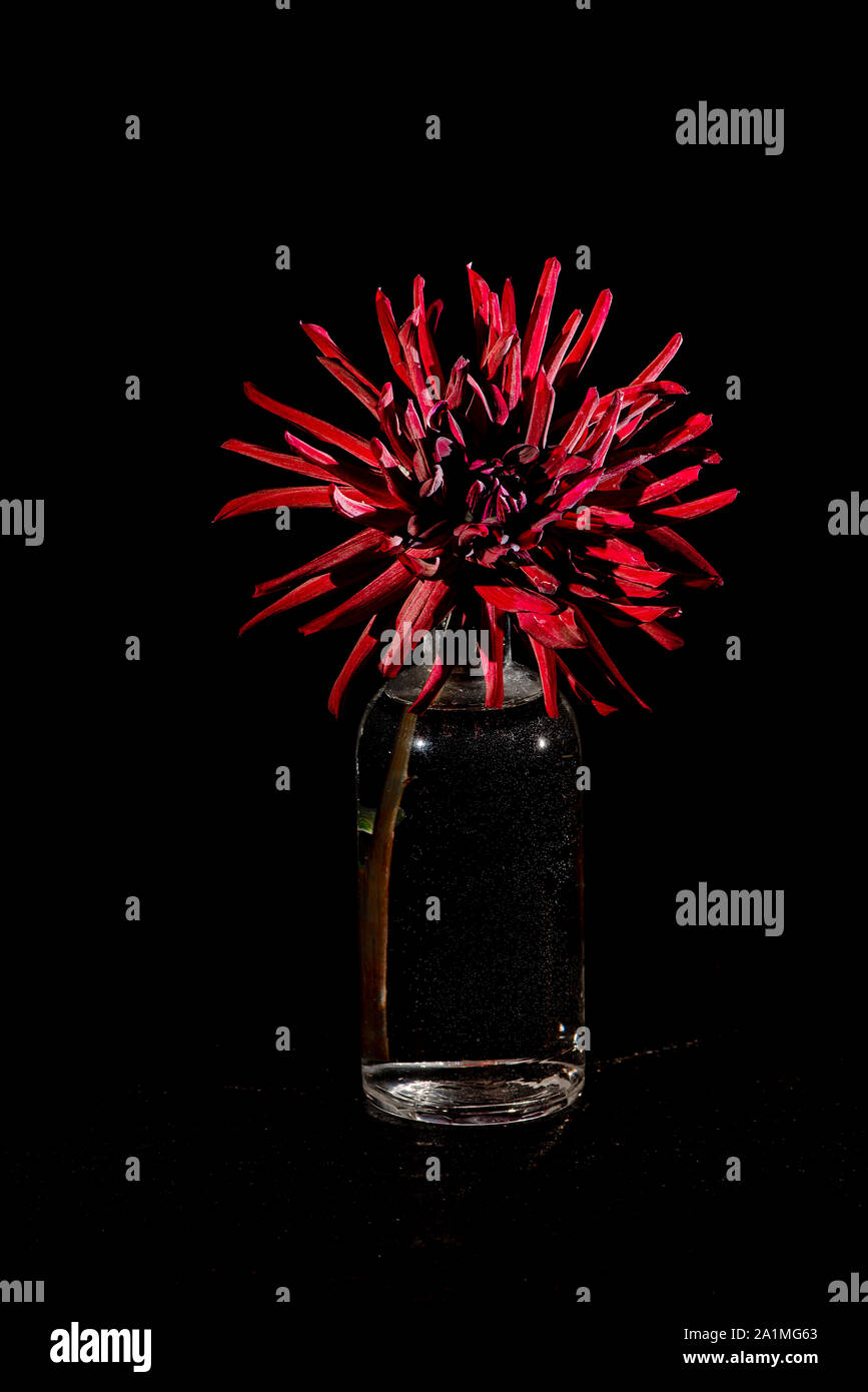 Dahlia 'Chat Noir’, a cactus dahlia, as a still life with a black background Stock Photo