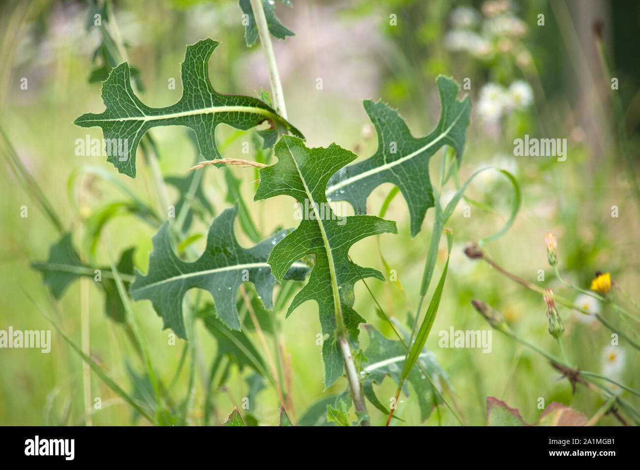 prickly lettuce, milk thistle, compass plant  (Lactuca serriola) Stock Photo