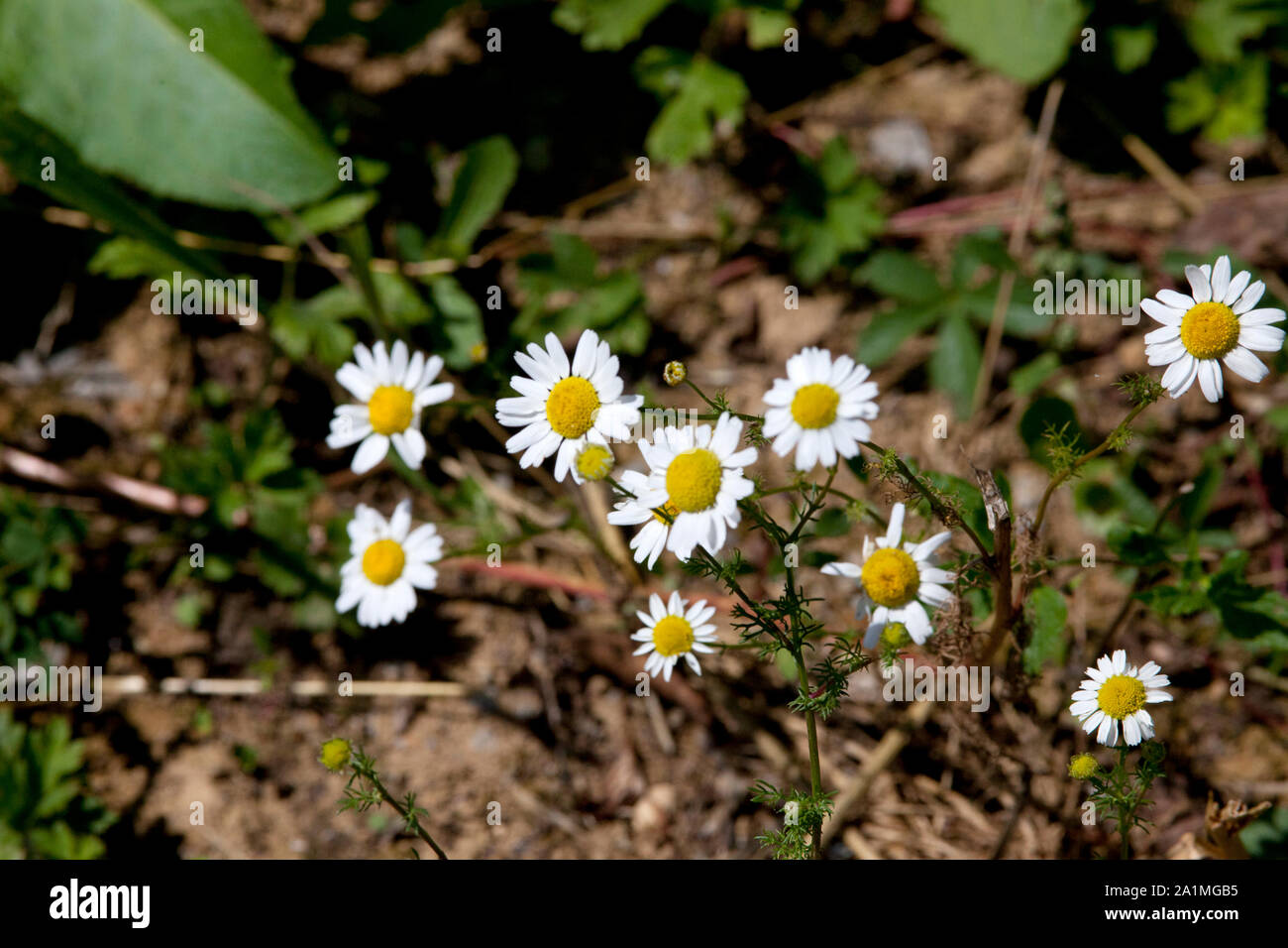 wild chamomile plant in meadow Stock Photo - Alamy