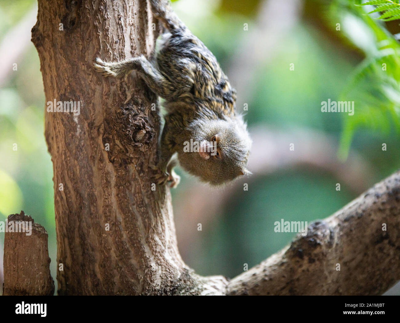Worlds smallest species hires stock photography and images Alamy