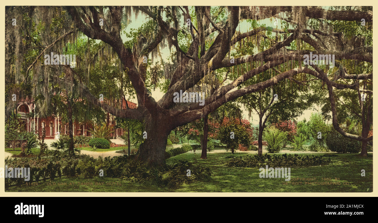 Old oak at Tampa Bay Hotel; Stock Photo