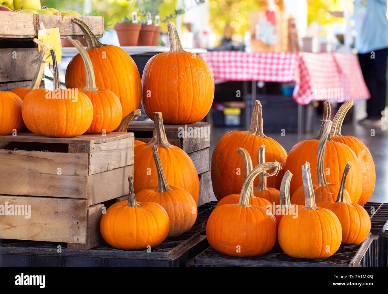 Large and small pumpkins on display at a community market Stock Photo ...