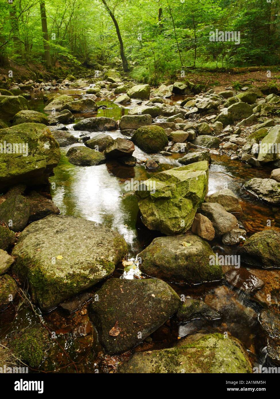 Rocky stream in forest in Harz national park Germany Stock Photo