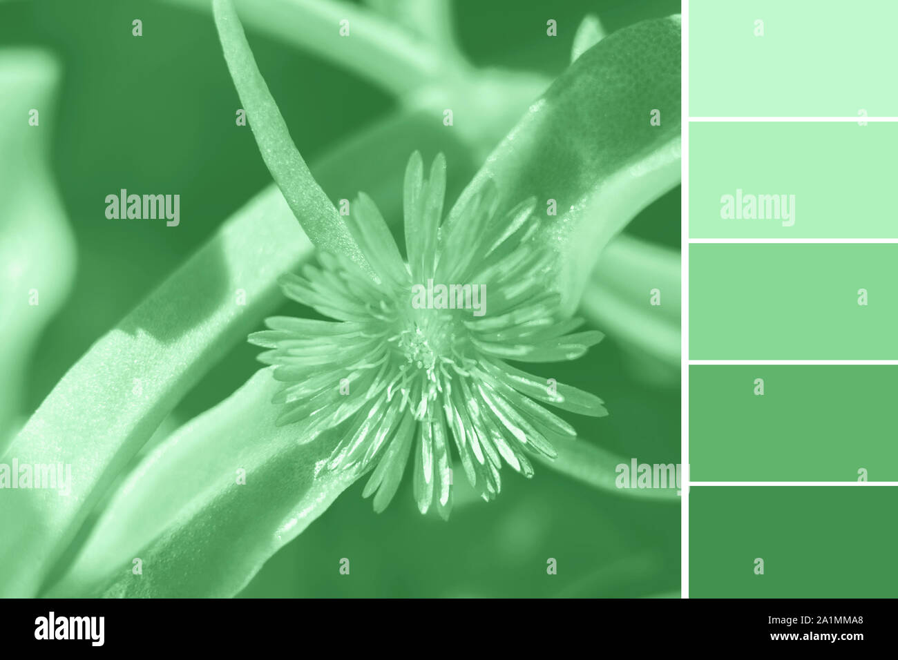 Mint green color hires stock photography and images Alamy