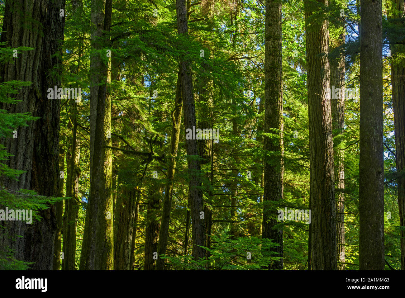 British columbia canada cathedral grove old growth rain forest hires
