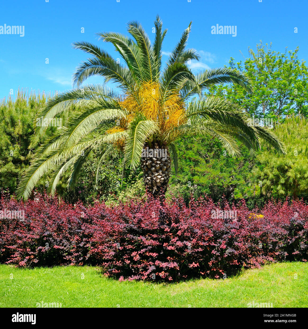 Tropical park with palm trees and flower gardens Stock Photo - Alamy