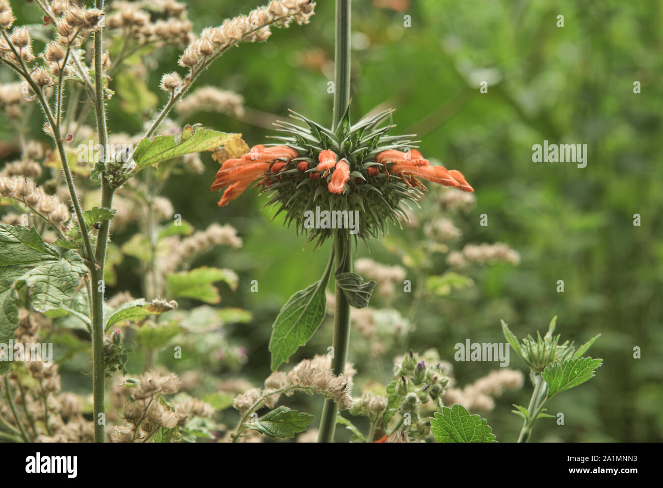 Lion's tail (Leonora leonorus) growing in the cloudforest of Chachapoyas, Amazonas, Peru Stock Photo