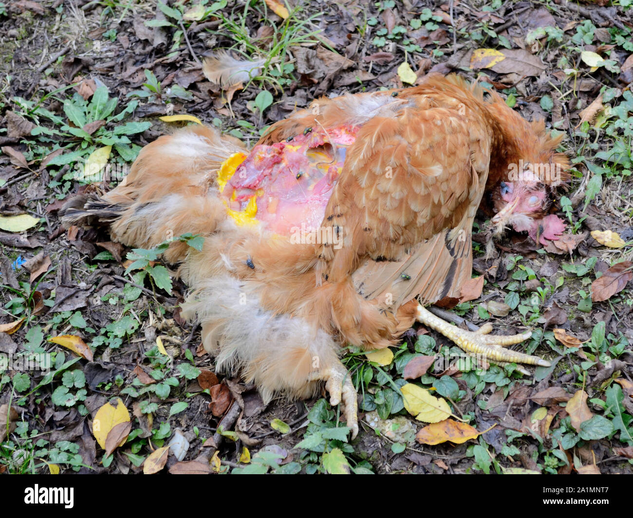 Dog killed chicken hot sale can i eat it