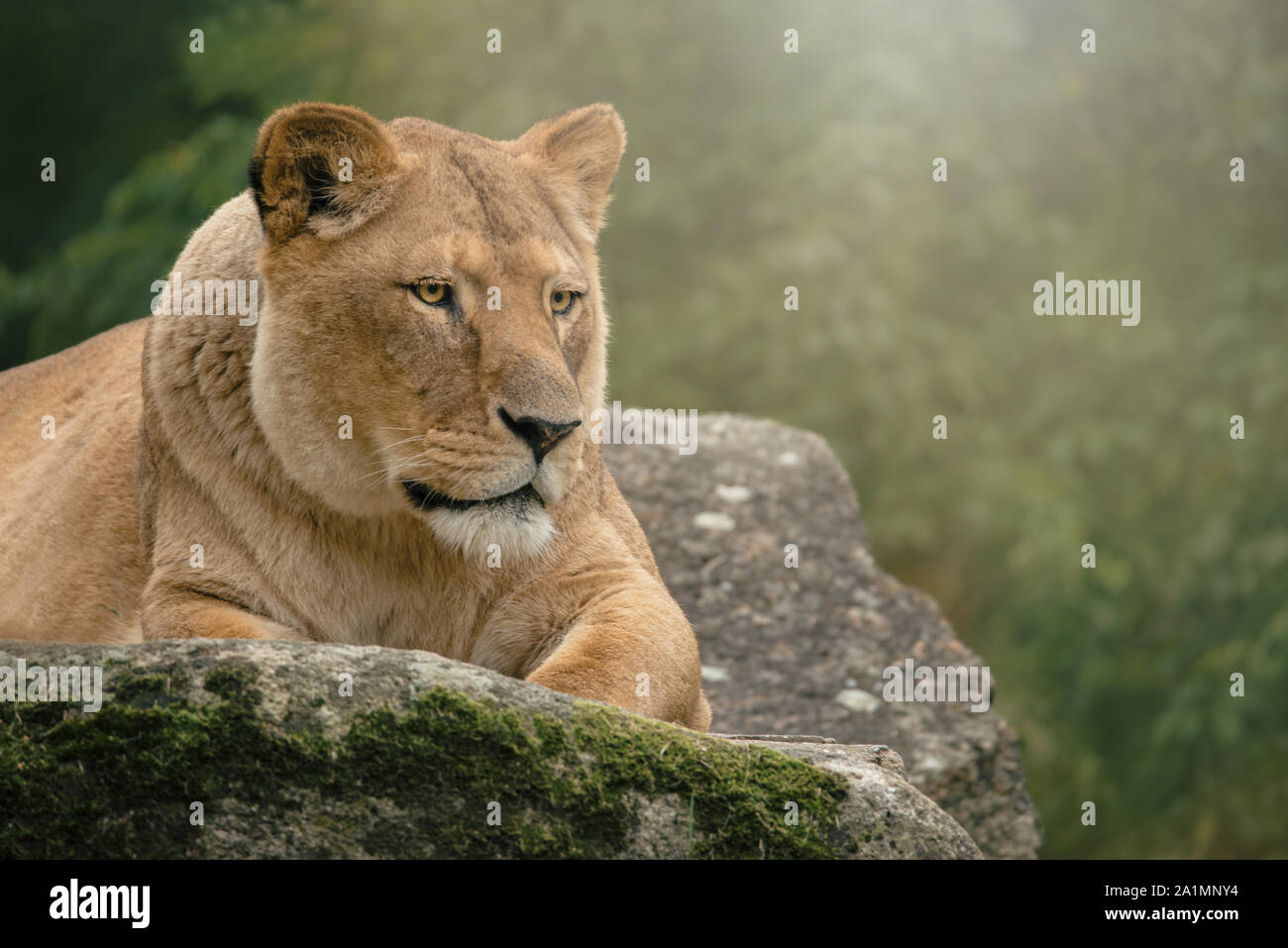 Lioness with sharp eyes lying on a rock Stock Photo