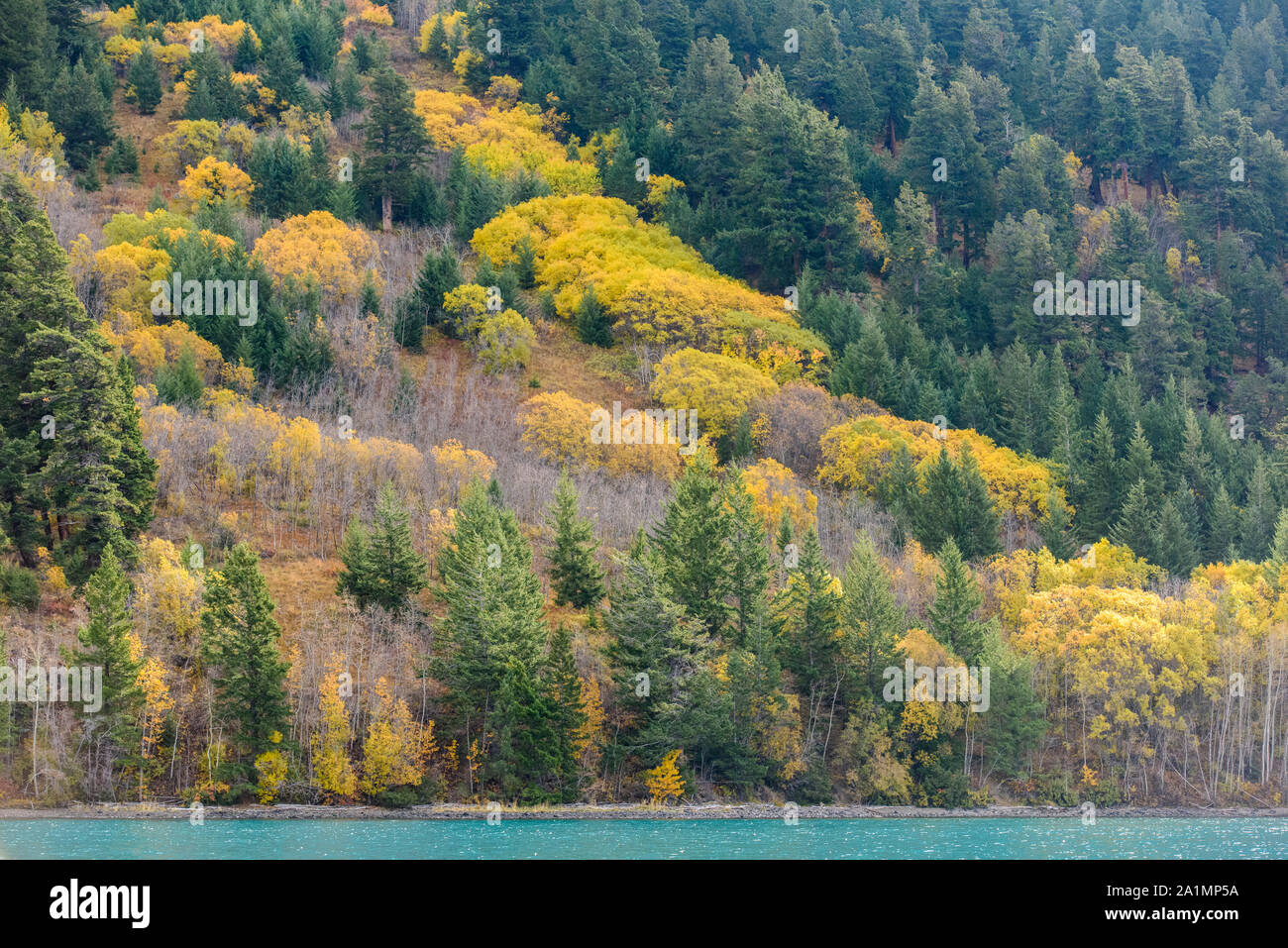 Autumn aspens on the shore of Chilko Lake, Chilcotin Wilderness