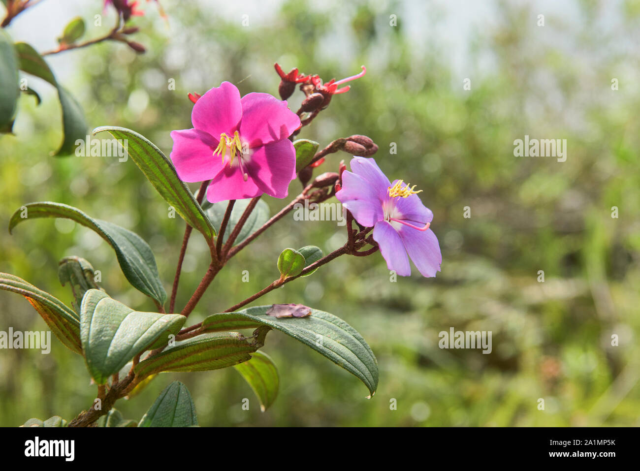 Beautiful five petal wildflowers in the cloudforest of Chachapoyas, Amazonas, Peru Stock Photo