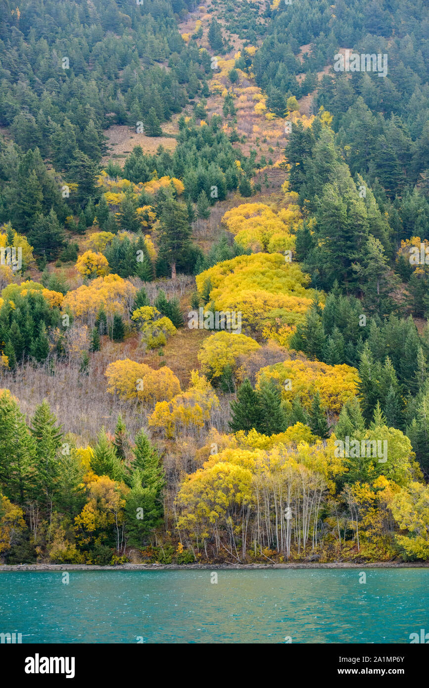 Autumn aspens on the shore of Chilko Lake, Chilcotin Wilderness