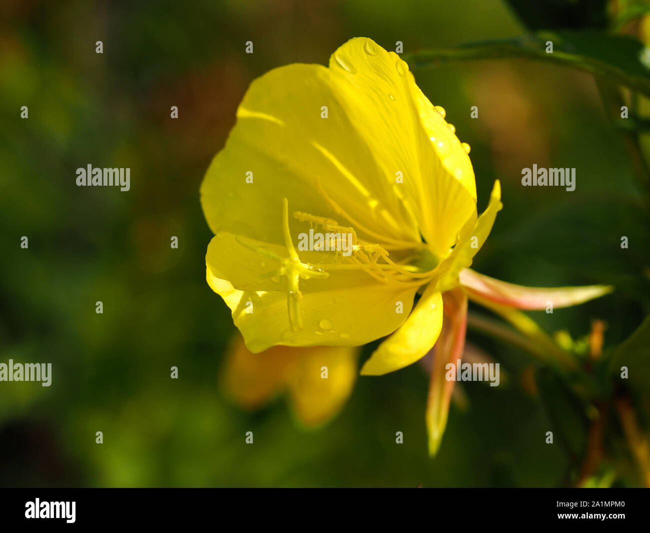 Closeup of the bright yellow flower of a wild evening primrose plant, Oenothera biennis Stock Photo