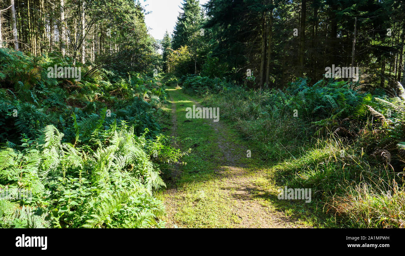 A Marked Hiking Trail Through The Forest Of Dean Mixed Woodland At a-marked-hiking-trail-through-the-forest-of-dean-mixed-woodland-at