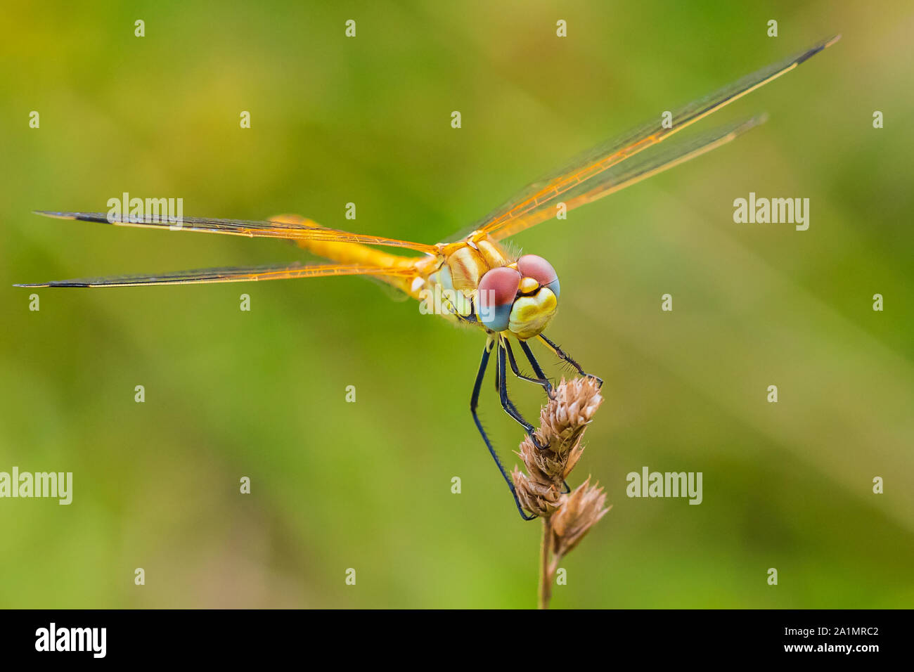 Close-up of a Sympetrum fonscolombii, Red-veined darter or nomad resting on vegetation Stock Photo