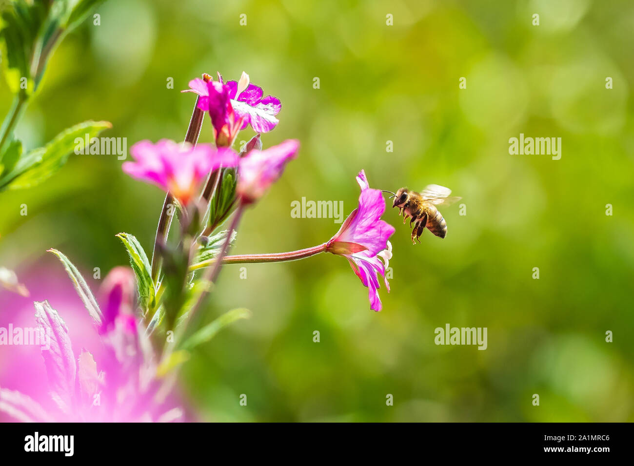 Closeup of a western honey bee or European honey bee (Apis mellifera) feeding nectar of pink great hairy willowherb Epilobium hirsutum flowers Stock Photo