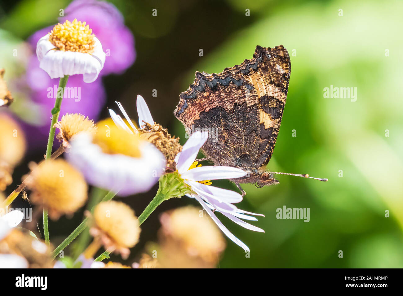 Small tortoiseshell Aglais urticae butterfly closed wings detailed side view closeup. Pollinating on white flowers in a vibrant colored meadow, natura Stock Photo