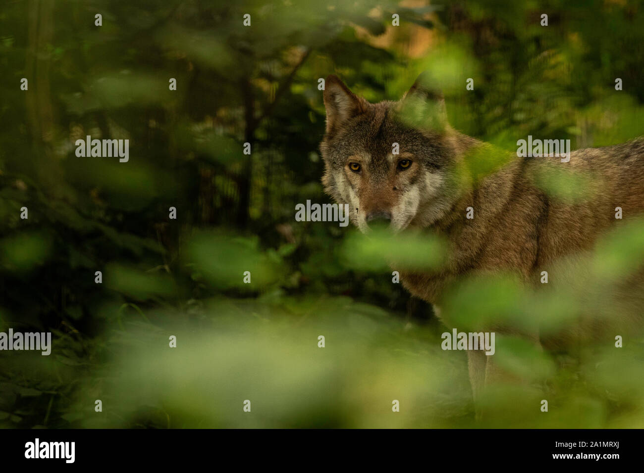 Eurasian grey wolf uk hi-res stock photography and images - Alamy