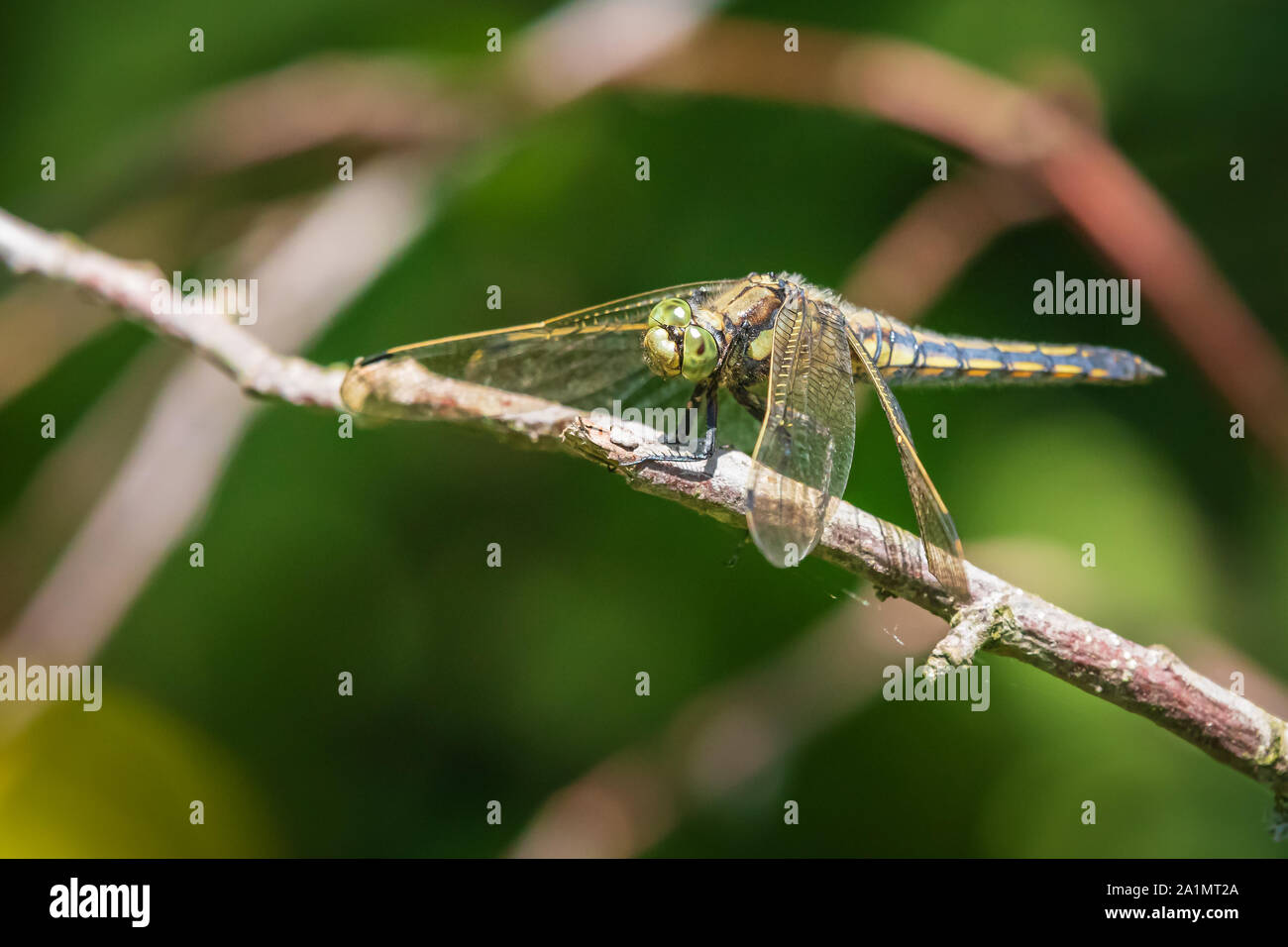 Black-tailed skimmer, Orthetrum cancellatum, is a dragonfly of Europe and Asia. Female specie is resting, warming up in the warm summer sunlight. Stock Photo