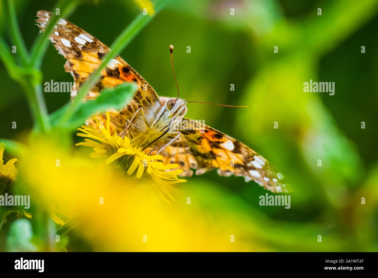 Frontal view of a Painted Lady butterfly vanessa cardu feeding nectar on yellow flowers Stock Photo