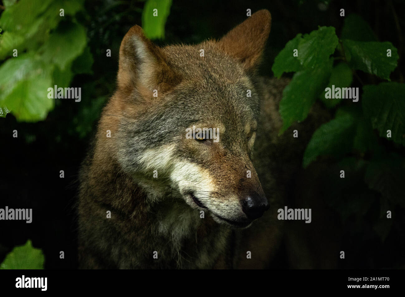 Eurasian grey wolf uk hi-res stock photography and images - Alamy