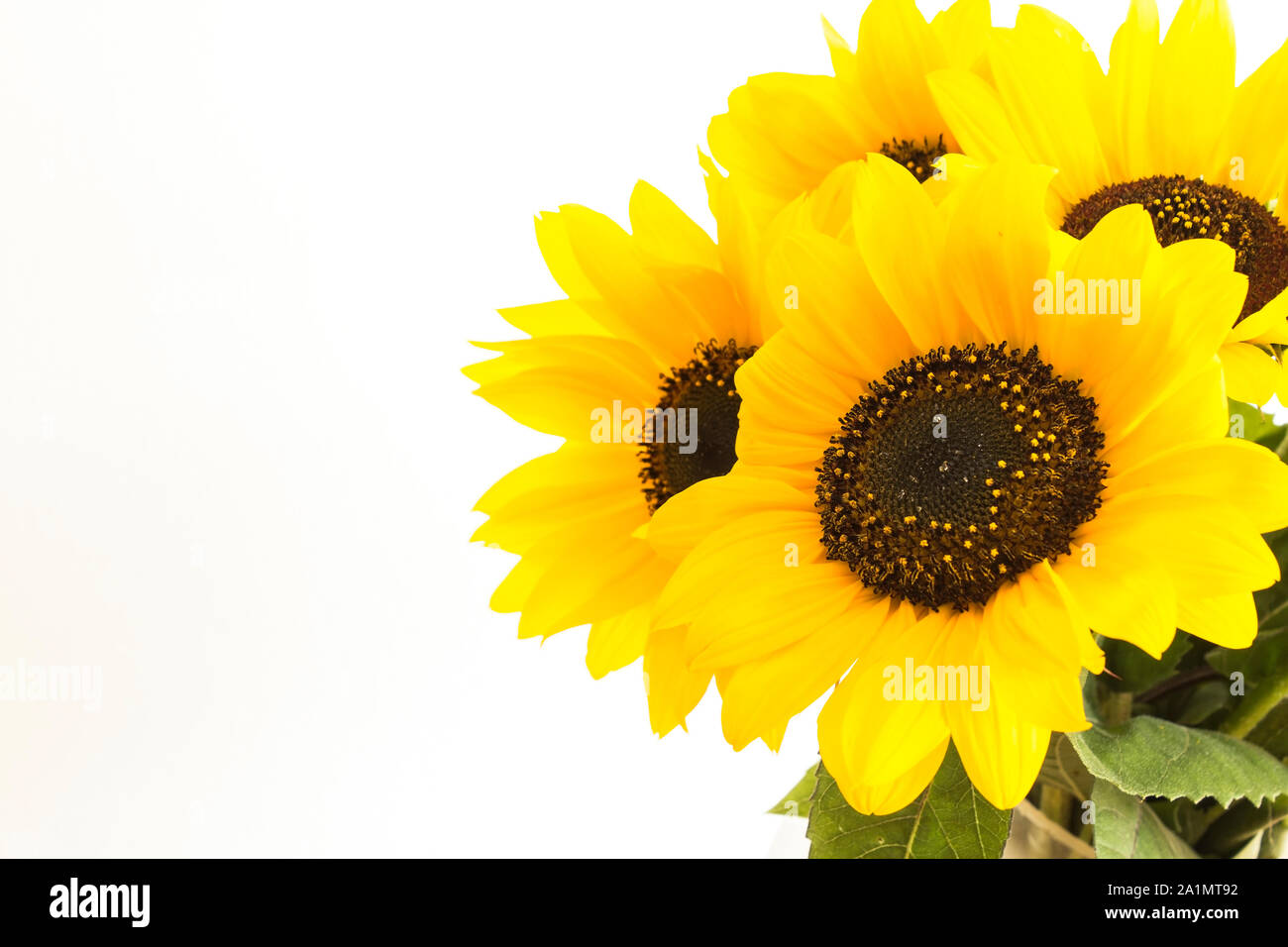 Sunflowers Isolated on White, Closeup. Stock Photo