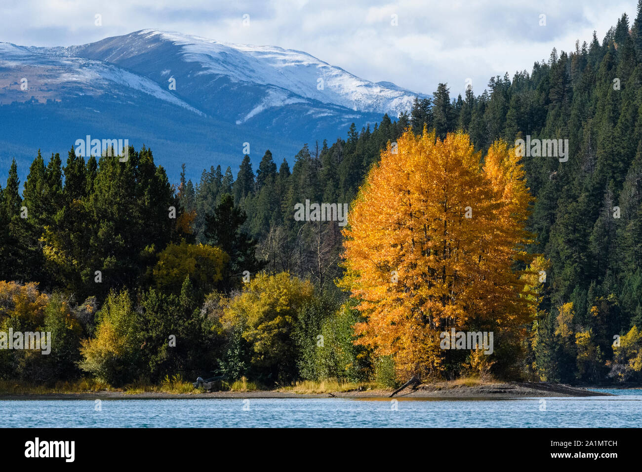 Autumn foliage along Chilko Lake, Chilcotin Wilderness, British