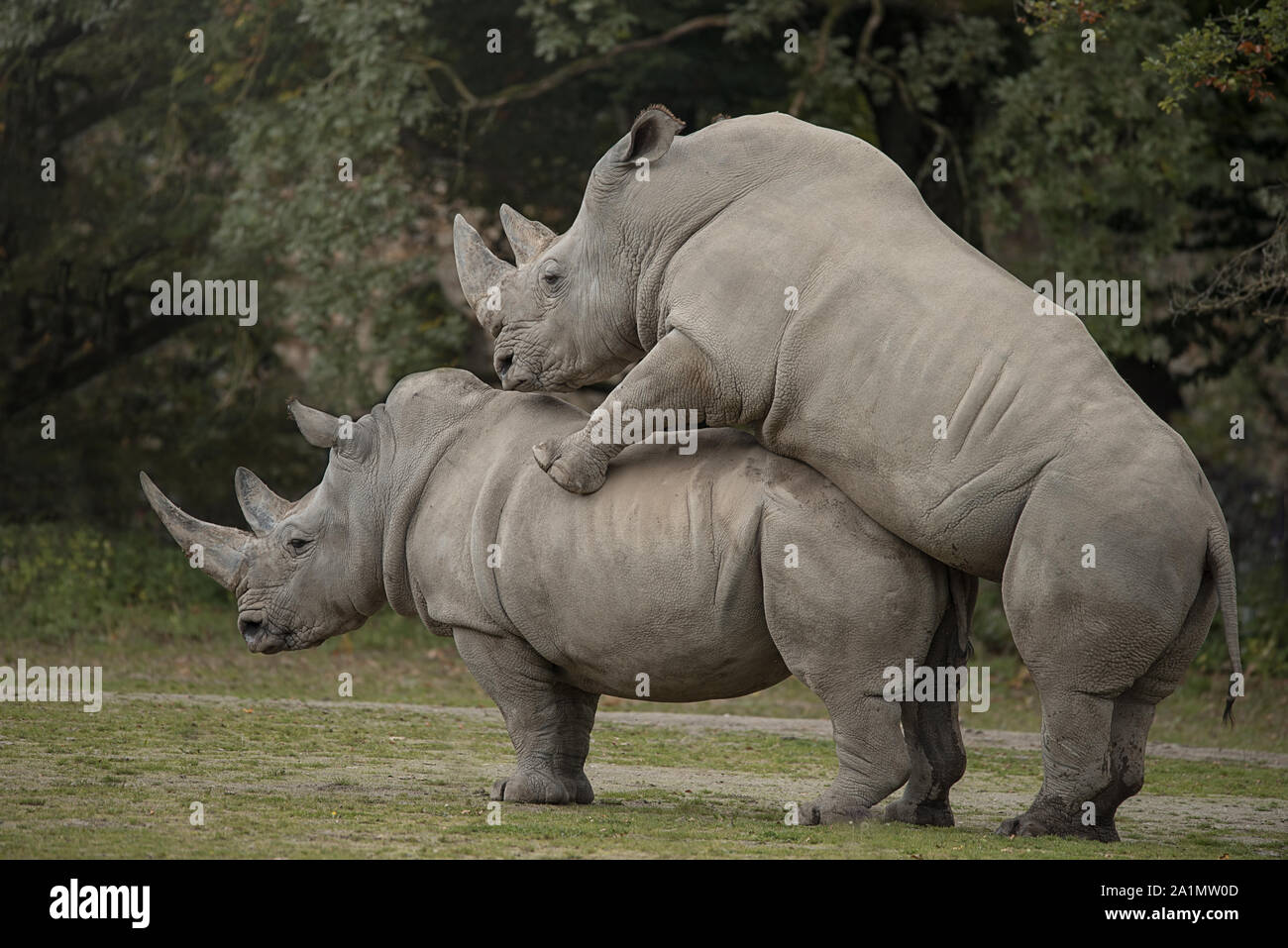 Two white rhinoceros making love Stock Photo