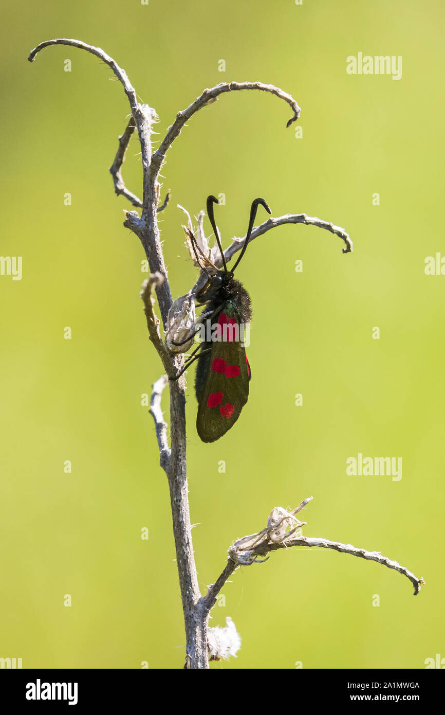 Closeup of a six-spot burnet butterfly Zygaena filipendulae, resting during daytime. Stock Photo