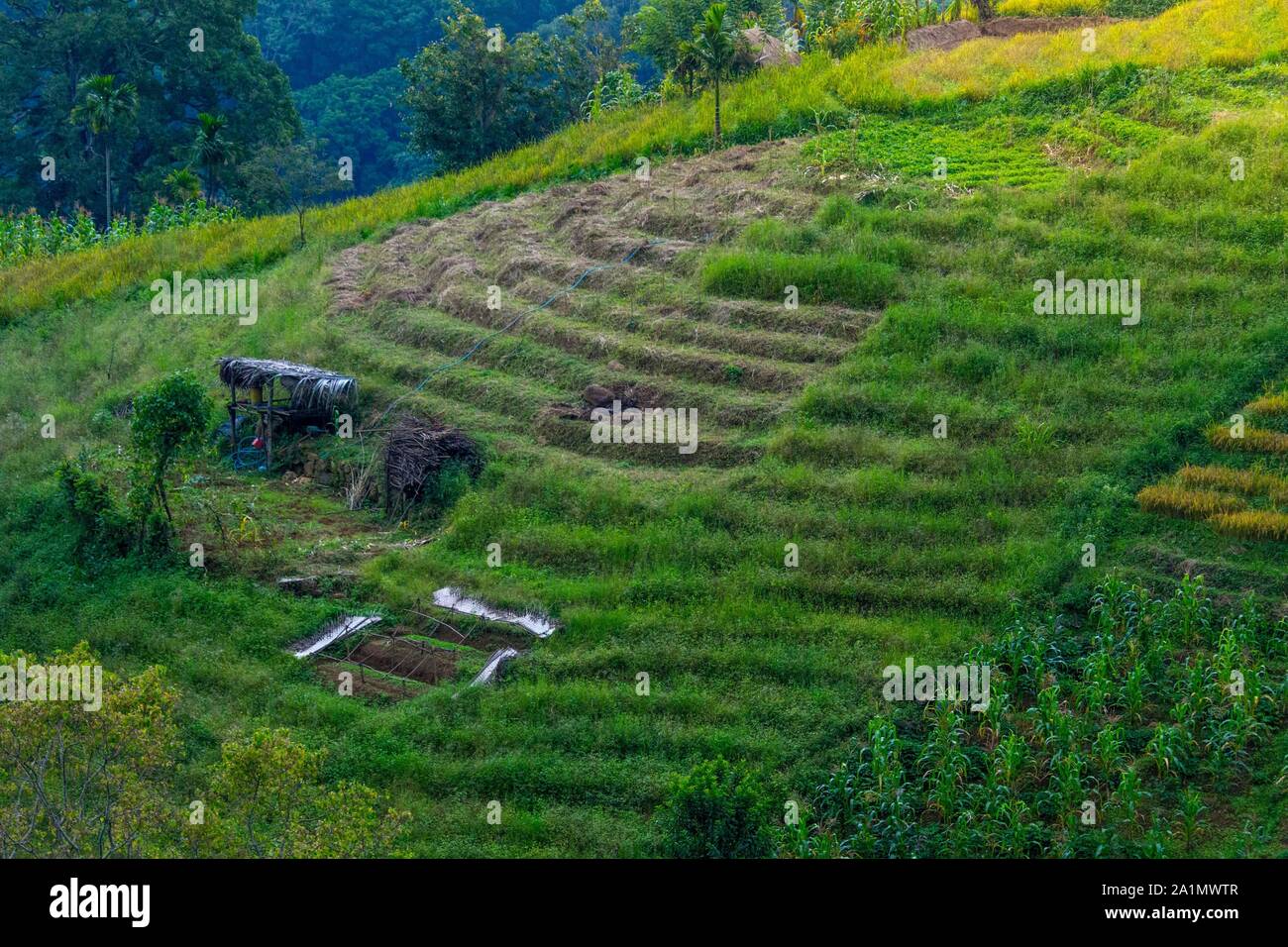 Morning view of paddy field in Sri Lanka Stock Photo