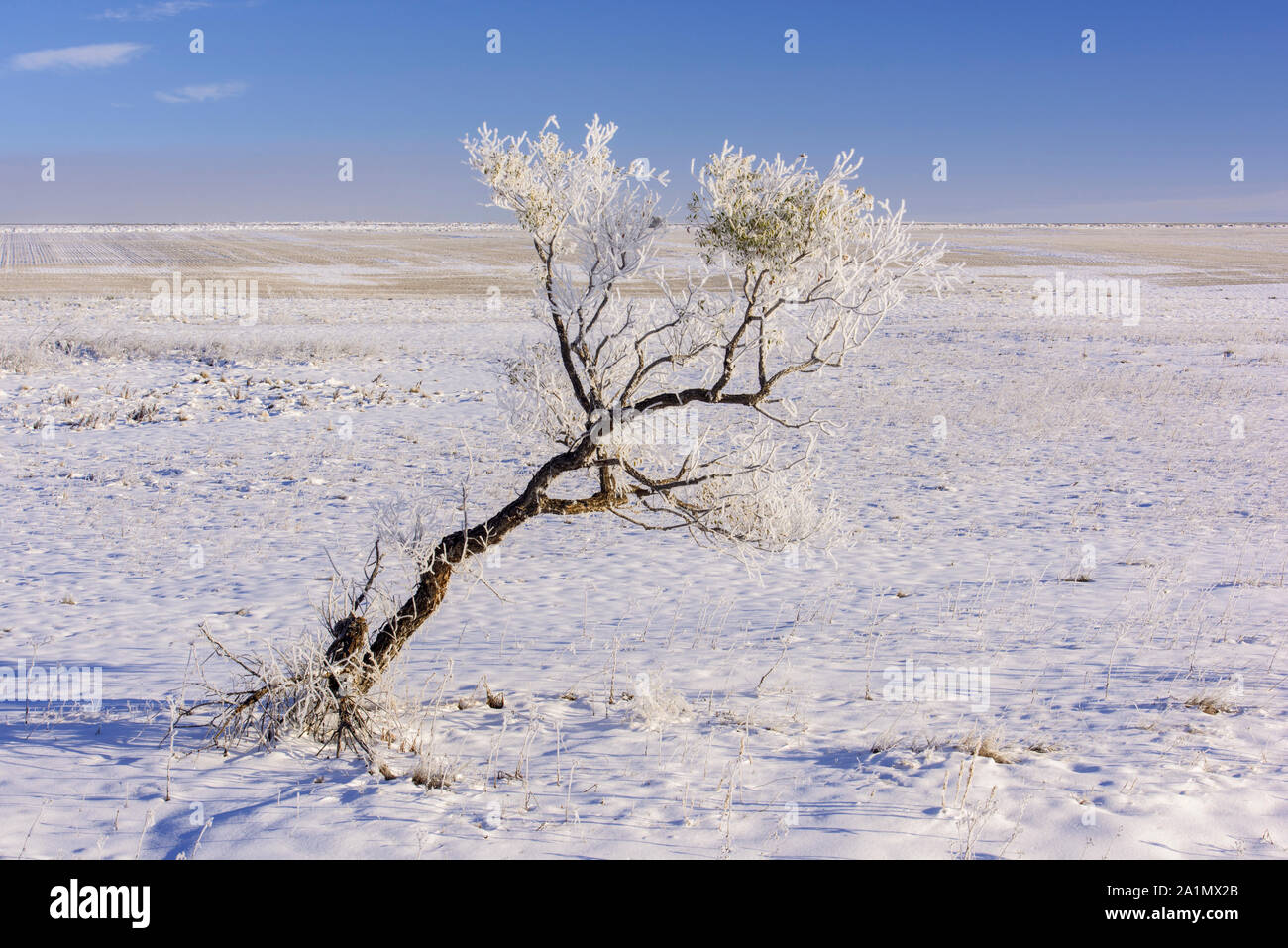Frosted cottonwood tree, Gildford, Montana, USA Stock Photo Alamy