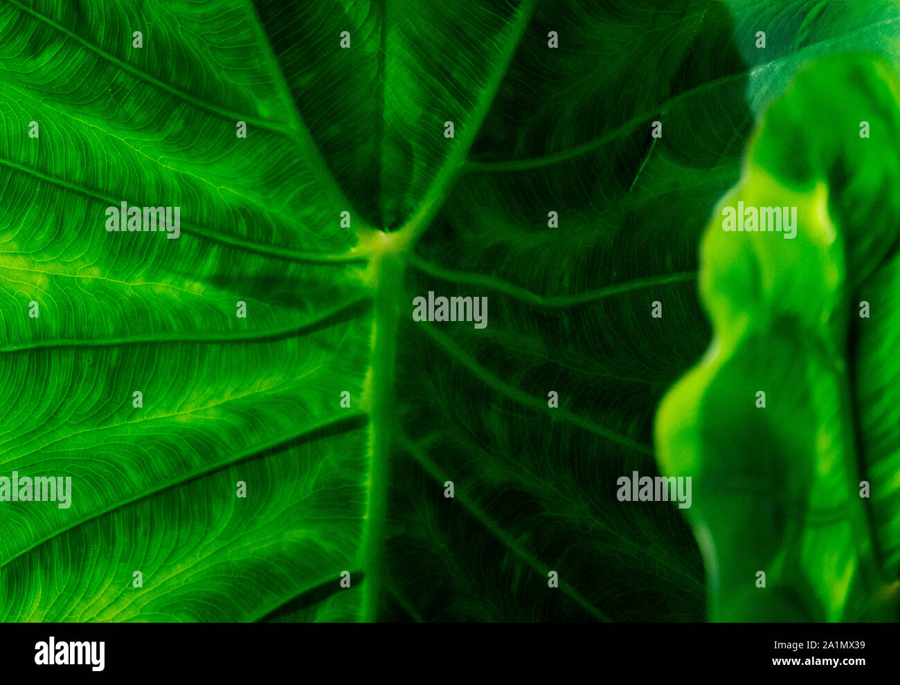 Everything You Need To Know About Green Veins In Peppers - 130ld29