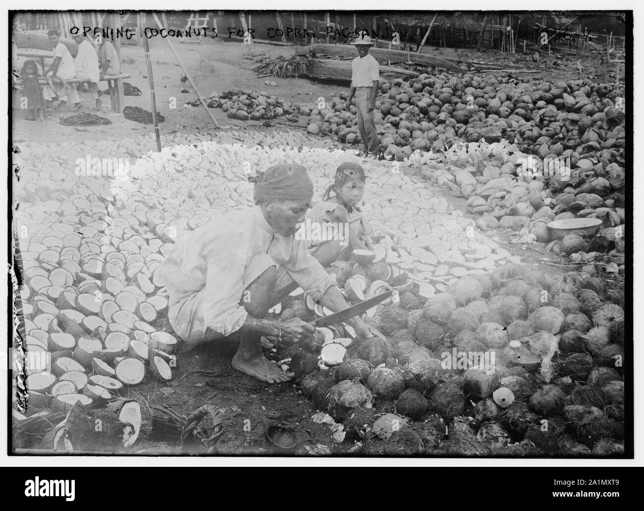 Opening Coconuts for Copra, Pagsanjan, P.I. Stock Photo
