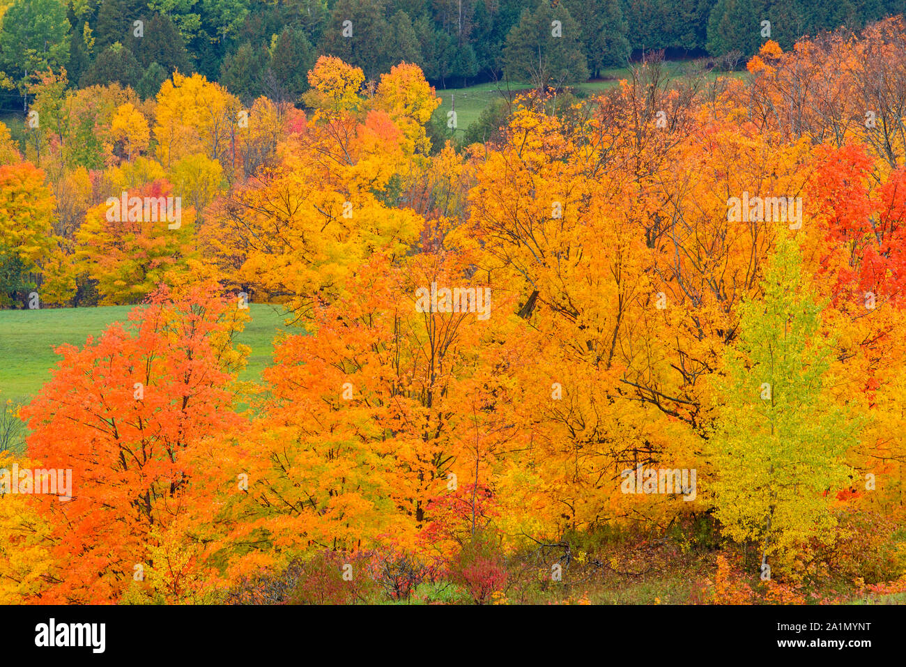 Pastures and autumn trees, Townline Road, Manitoulin Island, Ontario, Canada Stock Photo