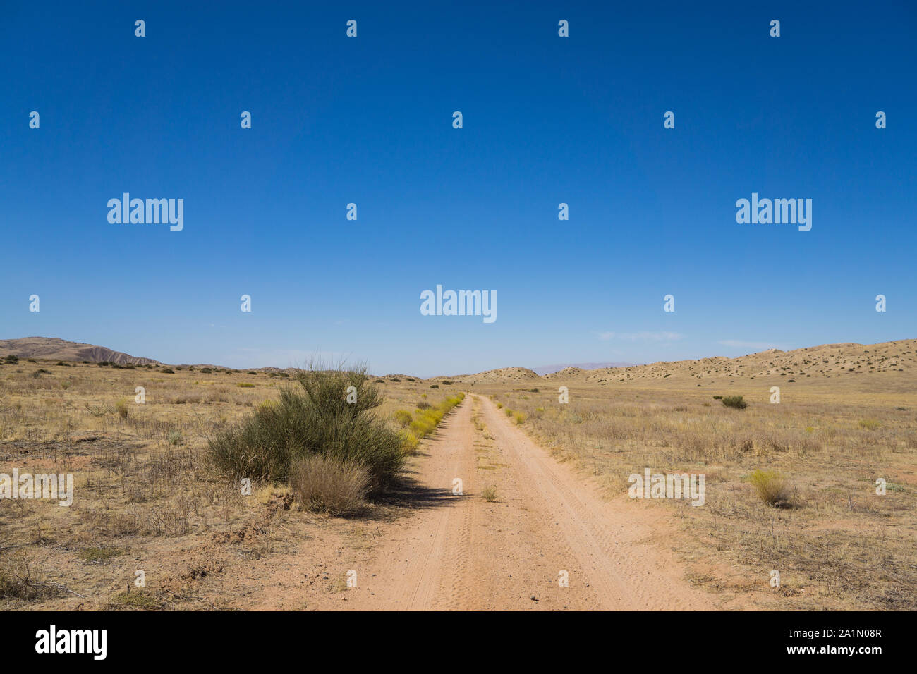 Desert bush stands alongside a dirt road in the wilderness of California. Stock Photo