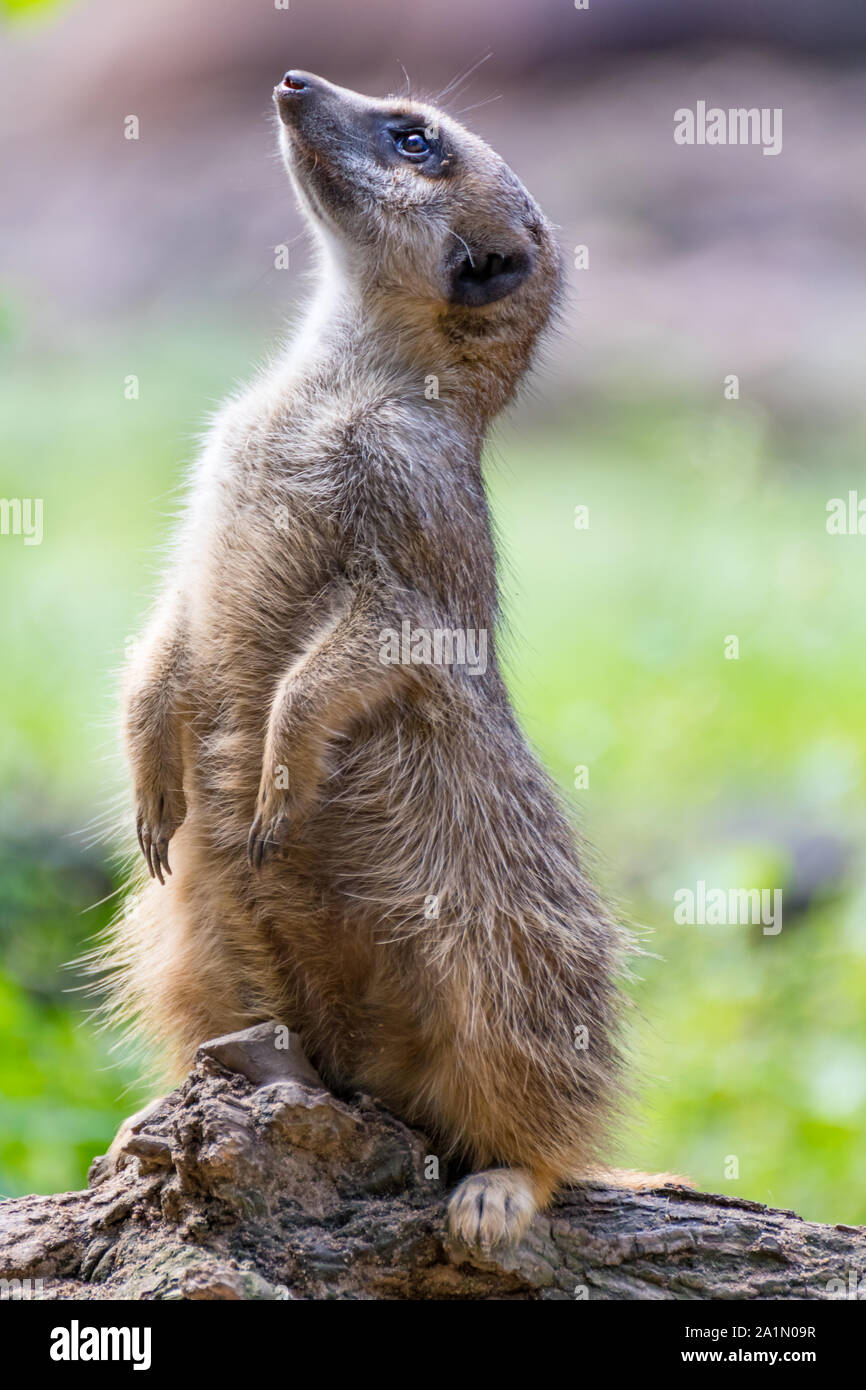 a portrait of a meerkat standing on its back leg and looking up photo Stock Photo