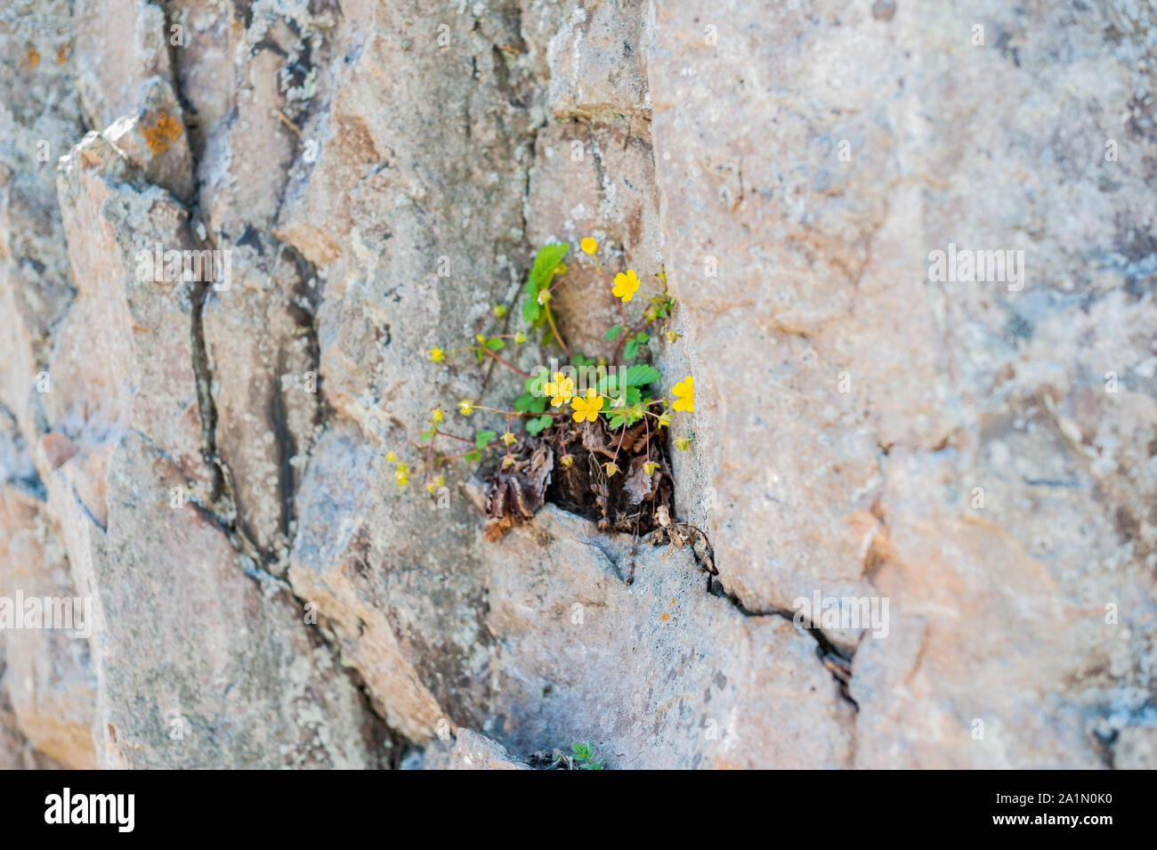Growing up through rock hi-res stock photography and images - Alamy