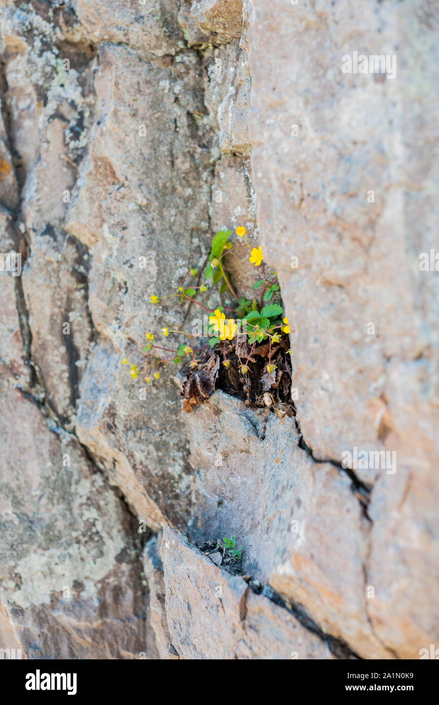 Growing up through rock hi-res stock photography and images - Alamy