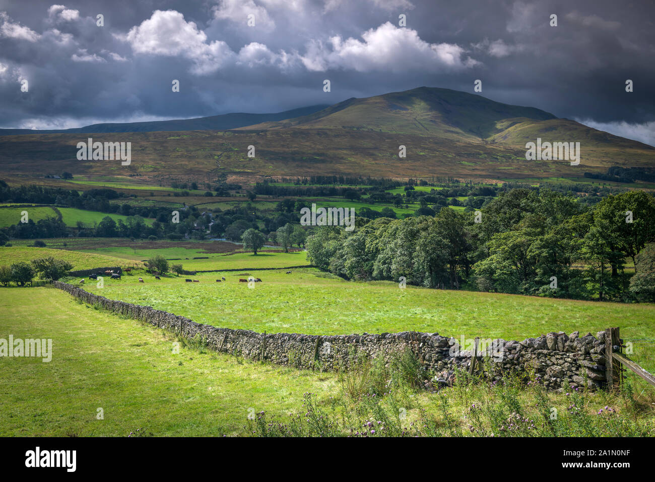 The Lake District, Cumbria, North West England. Shafts of sunlight light up a drystone wall and copse of trees beyond, as gathering storm clouds start Stock Photo